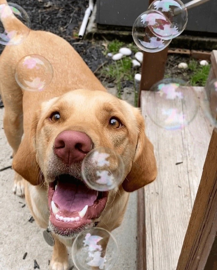 Bubble Lick Treat for Dogs - Maple and Bacon Flavors